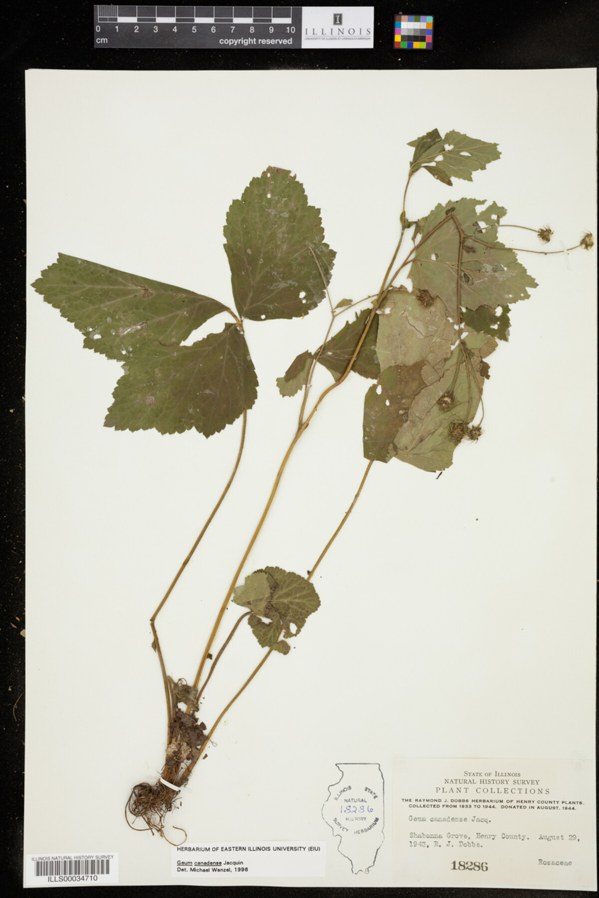 Geum canadense image