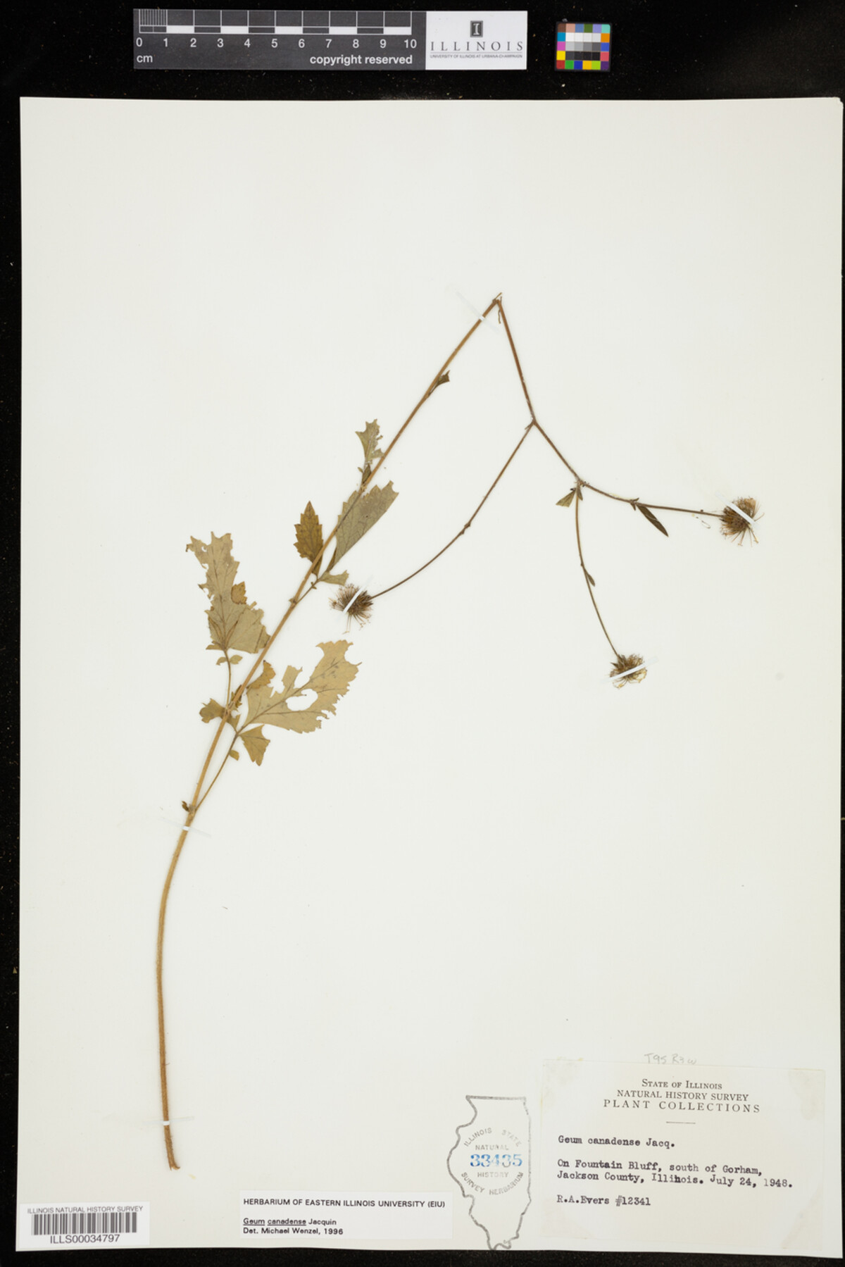 Geum canadense image