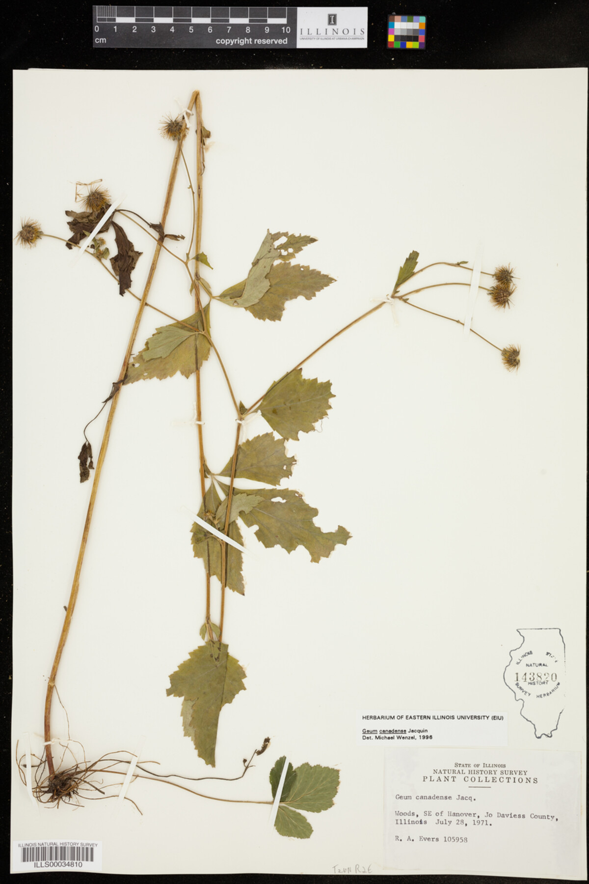 Geum canadense image
