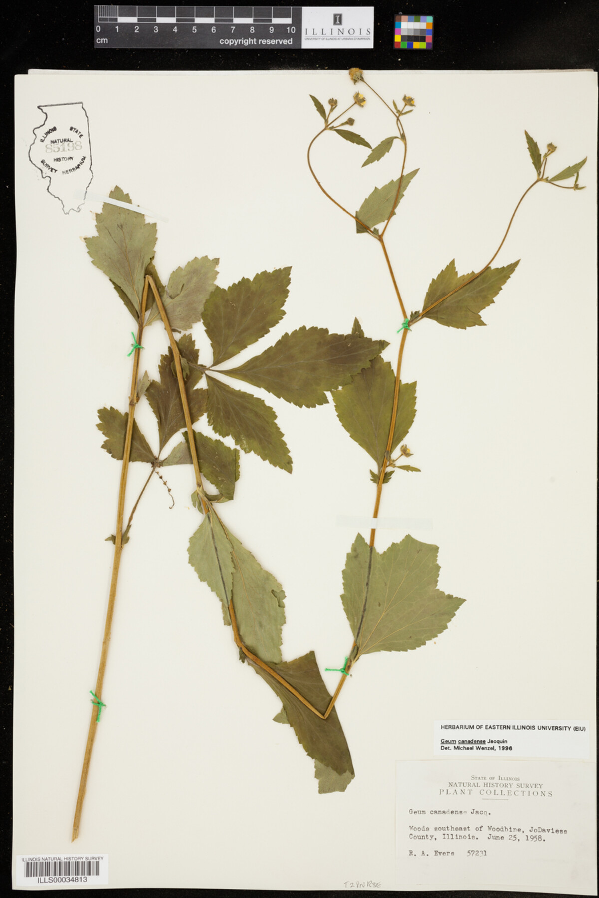 Geum canadense image