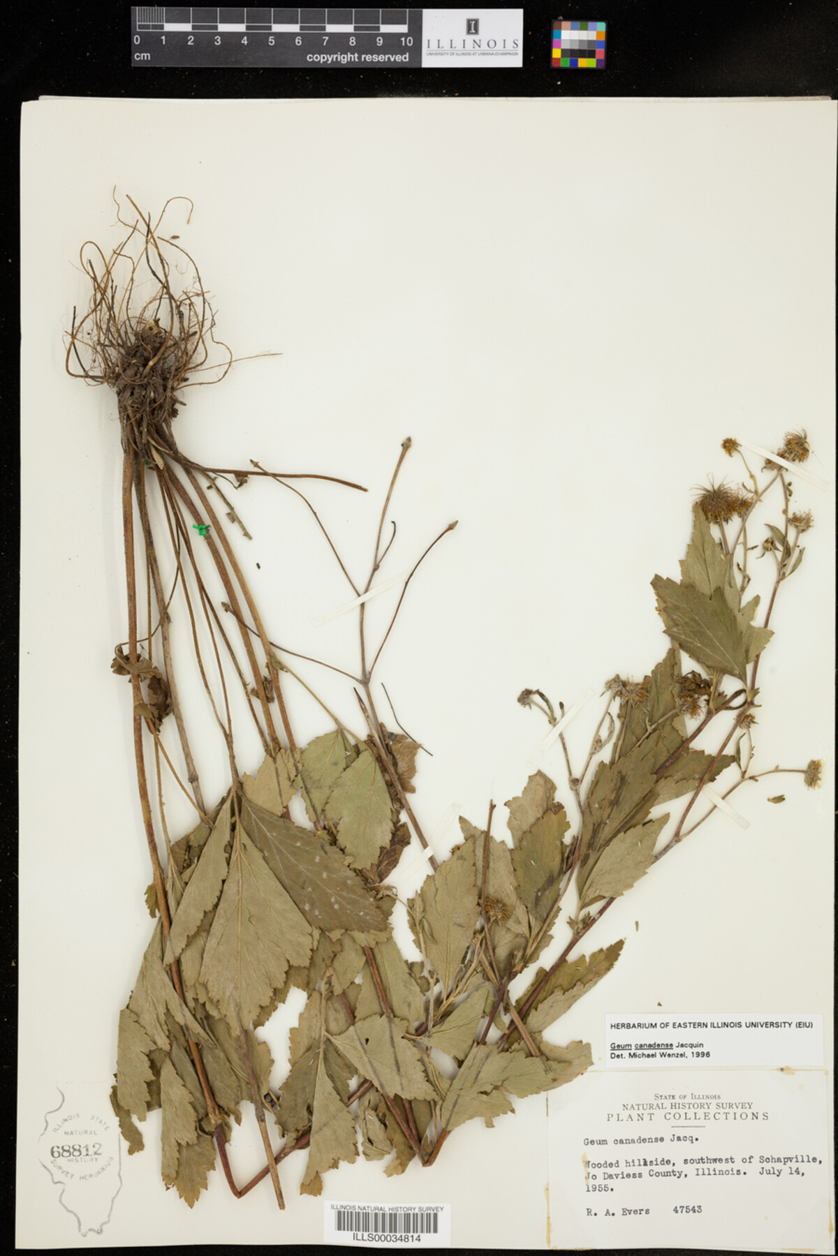 Geum canadense image