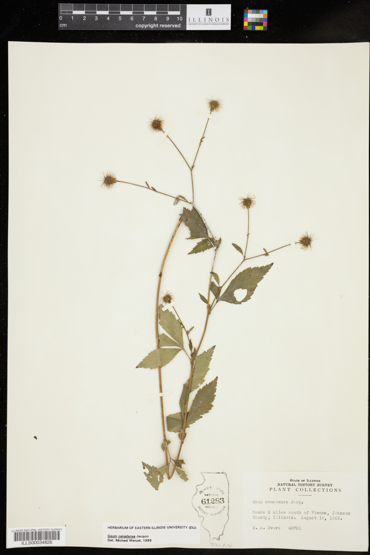 Geum canadense image
