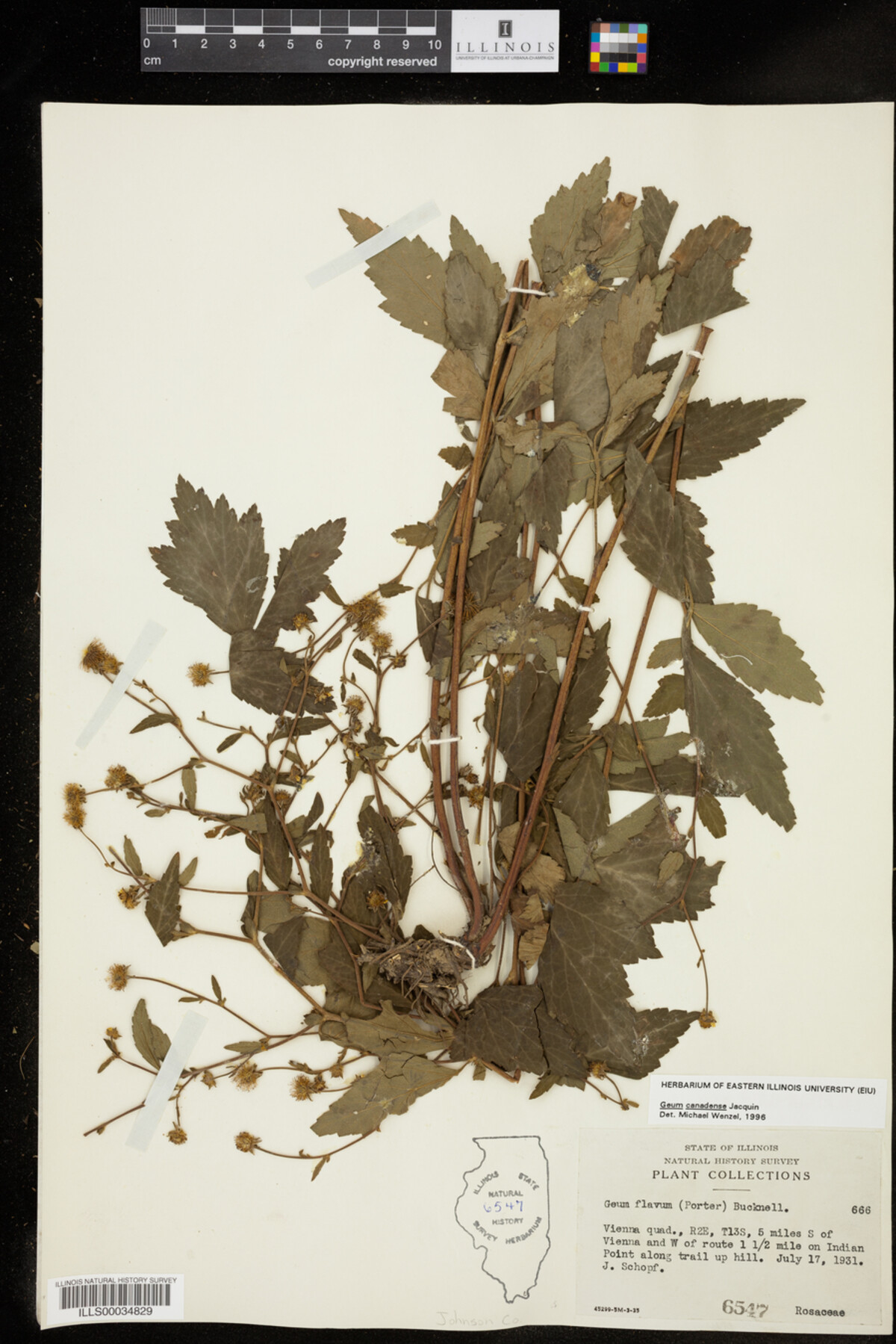 Geum canadense image