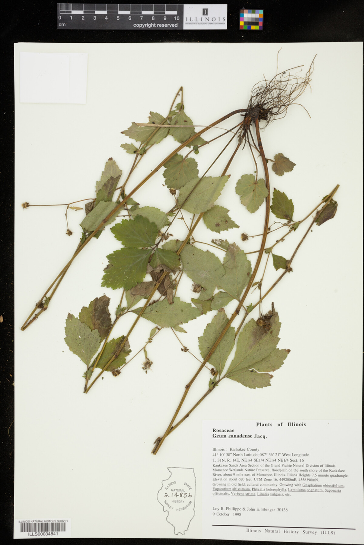 Geum image