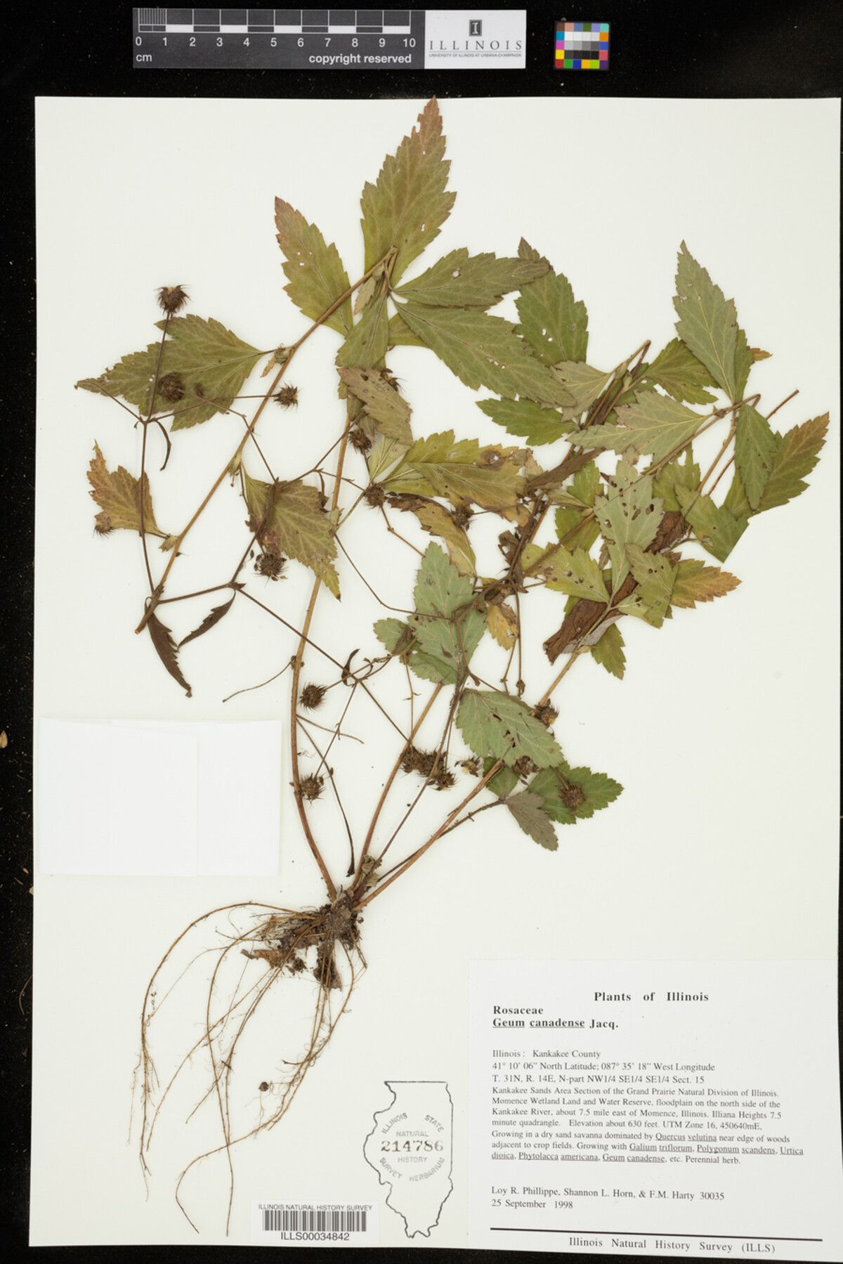 Geum canadense image