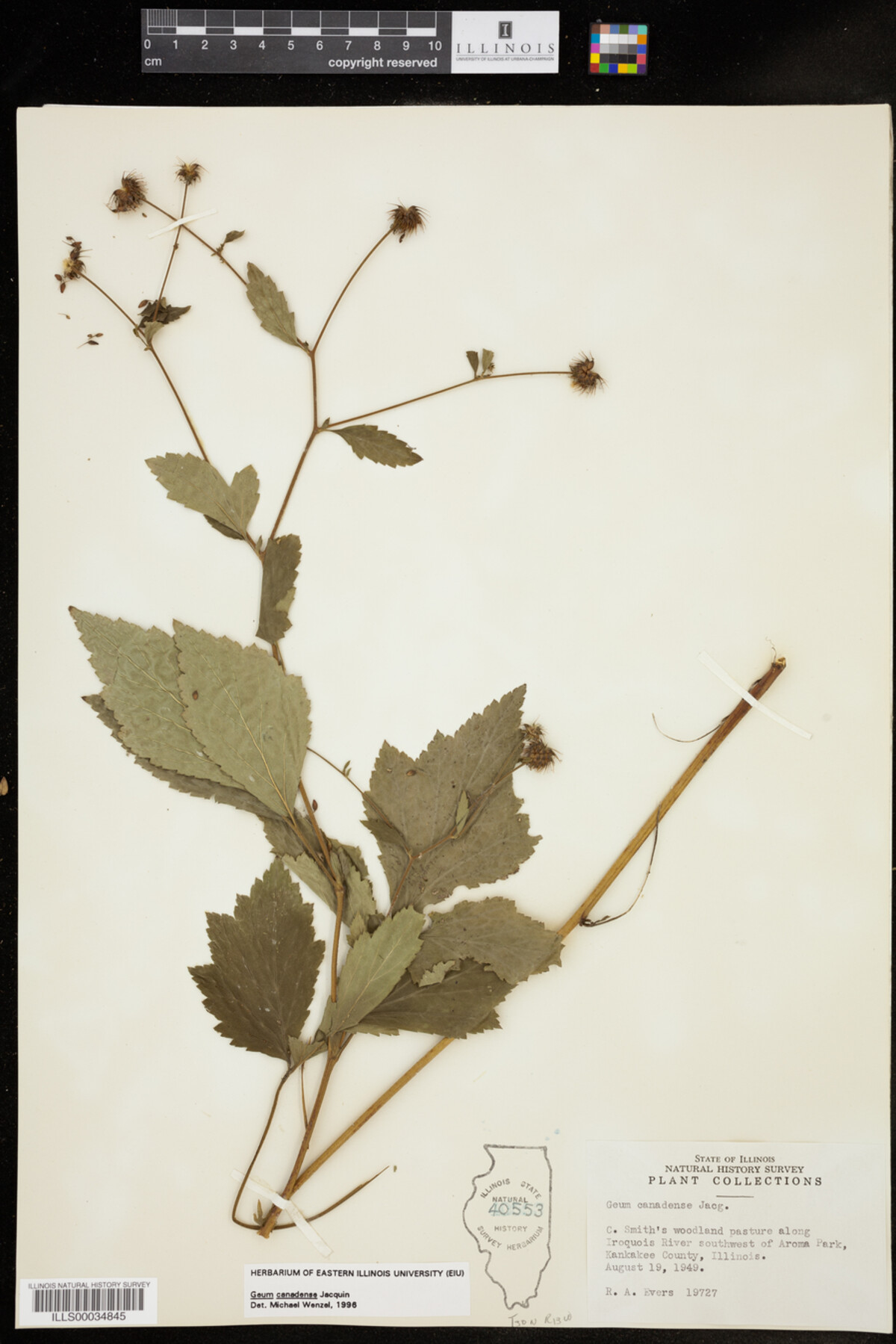 Geum canadense image