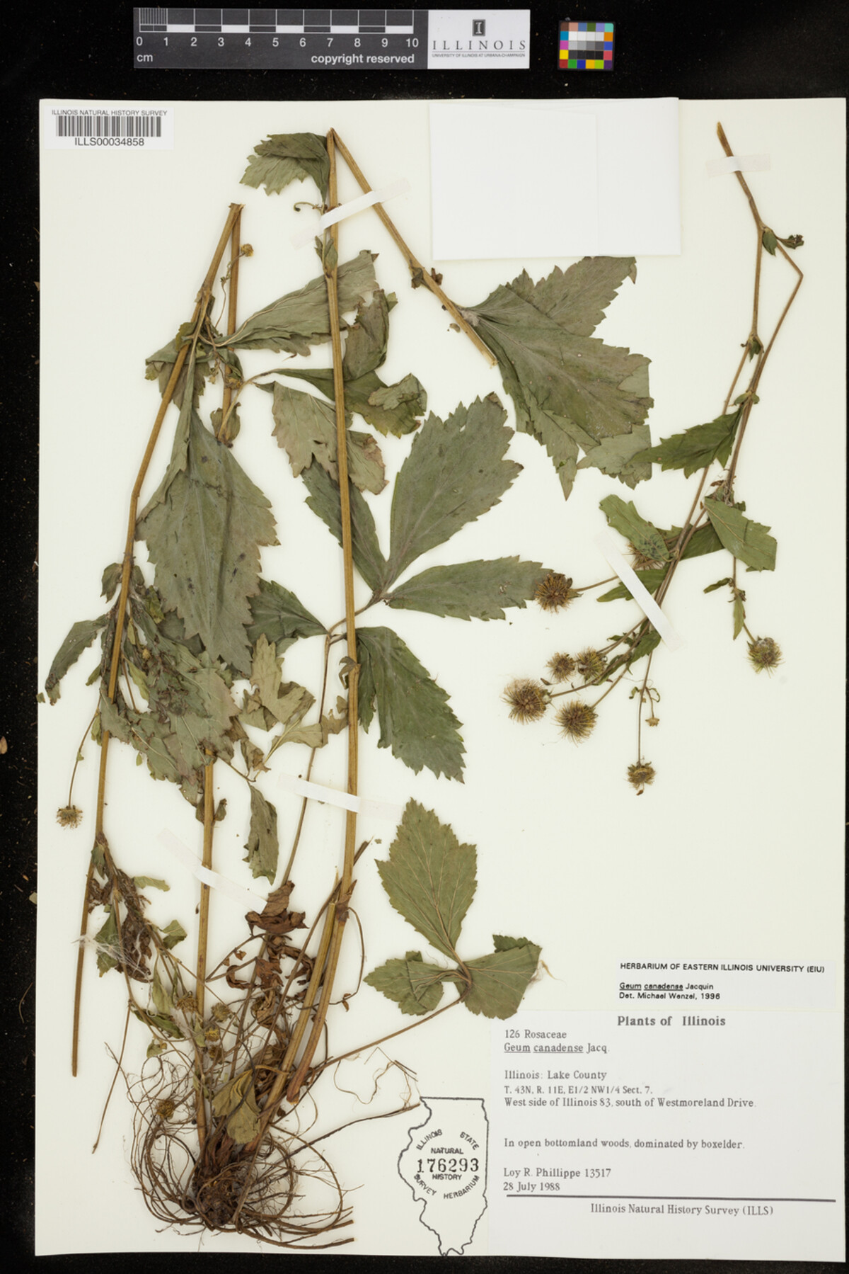Geum canadense image