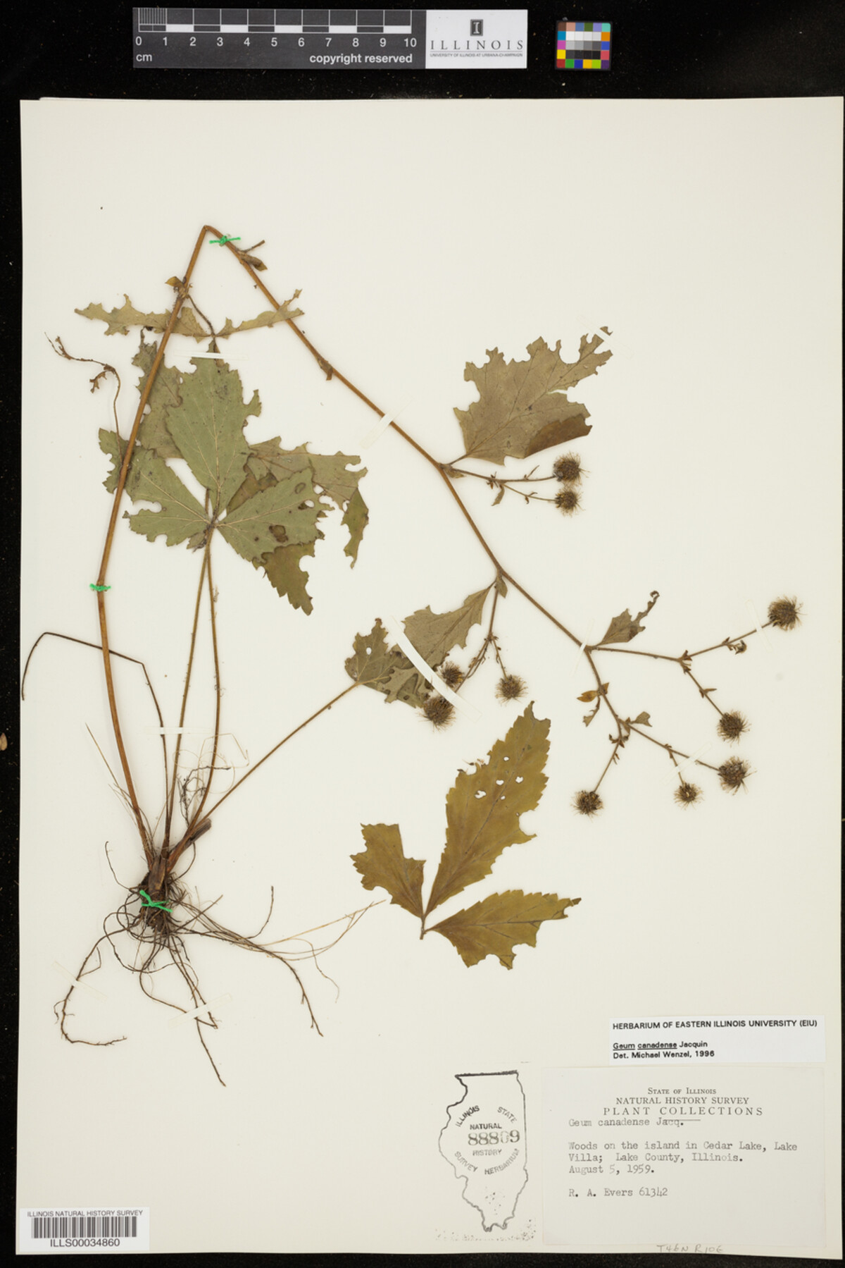Geum canadense image