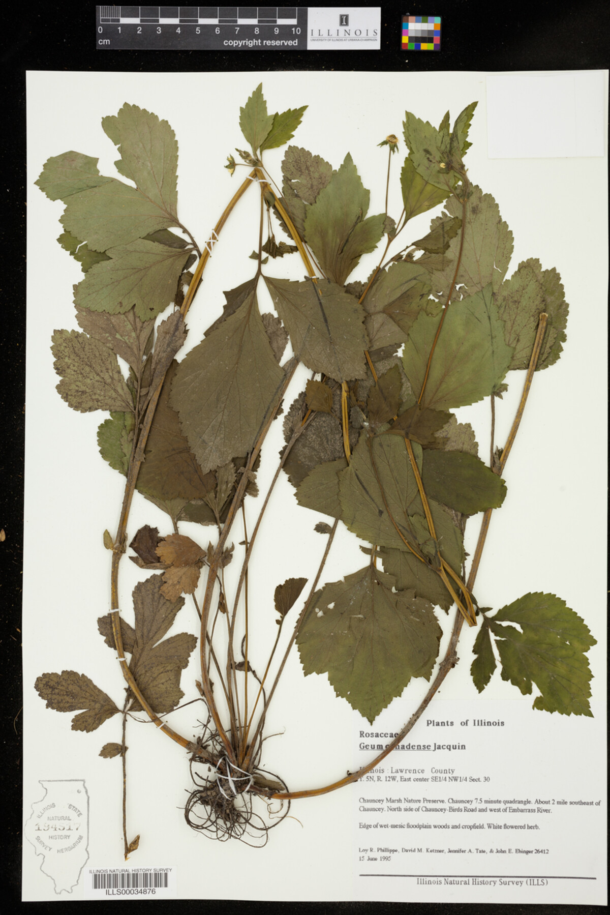 Geum canadense image