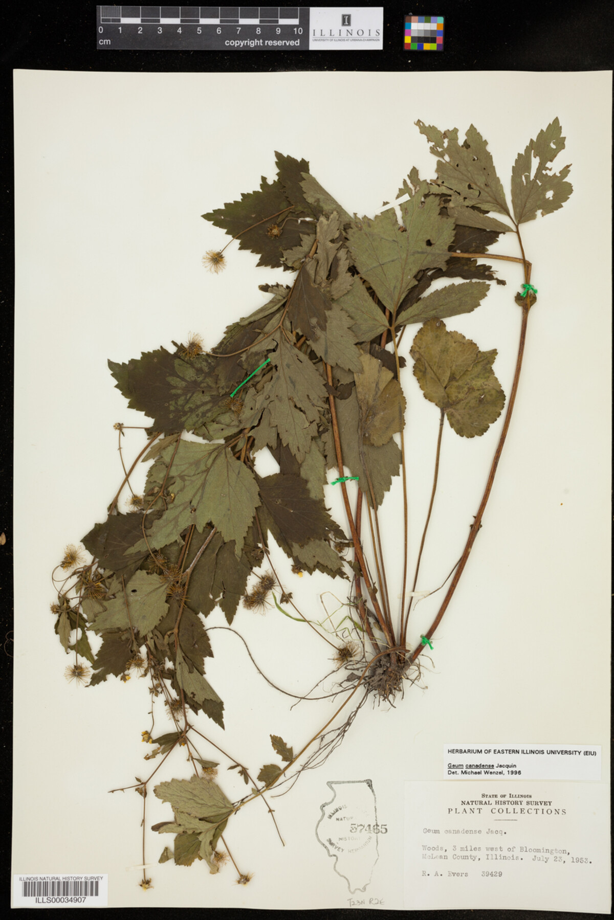 Geum canadense image