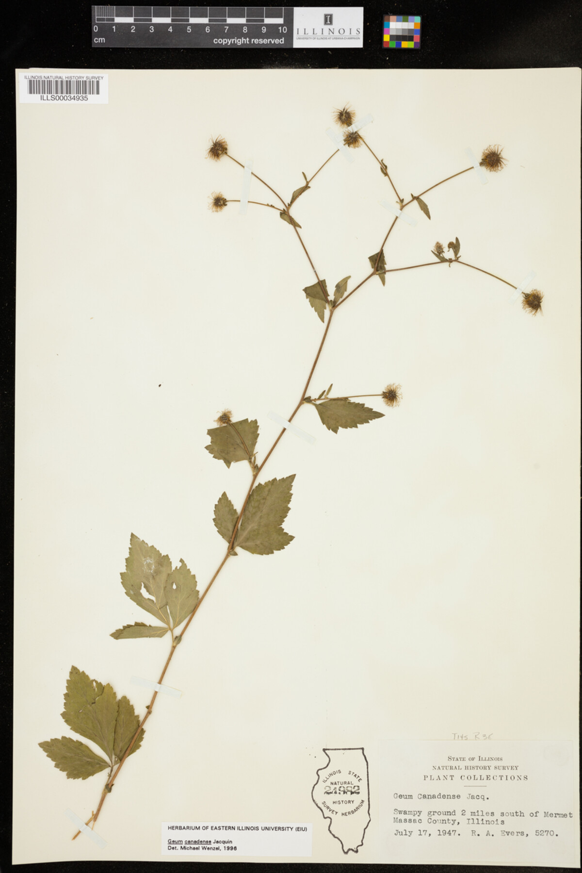 Geum canadense image