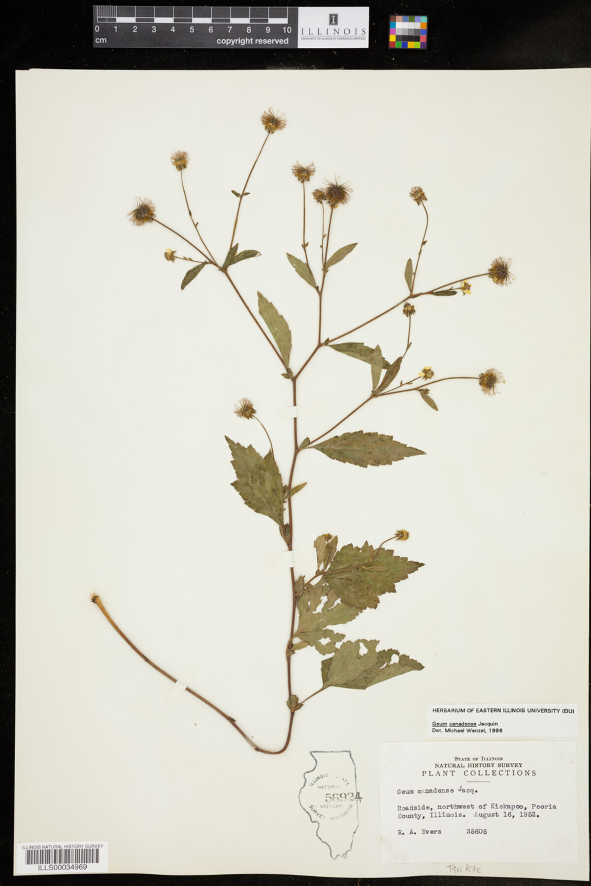 Geum canadense image