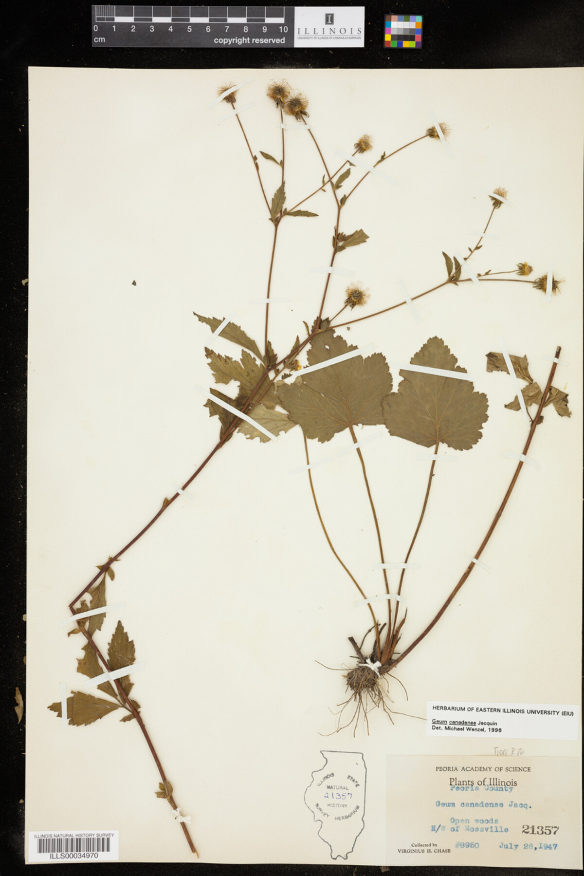 Geum canadense image