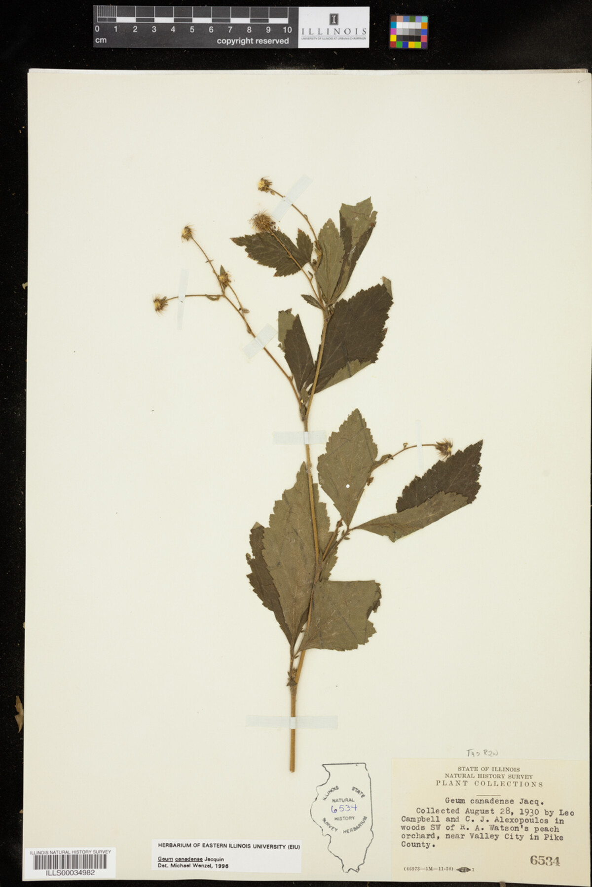 Geum canadense image