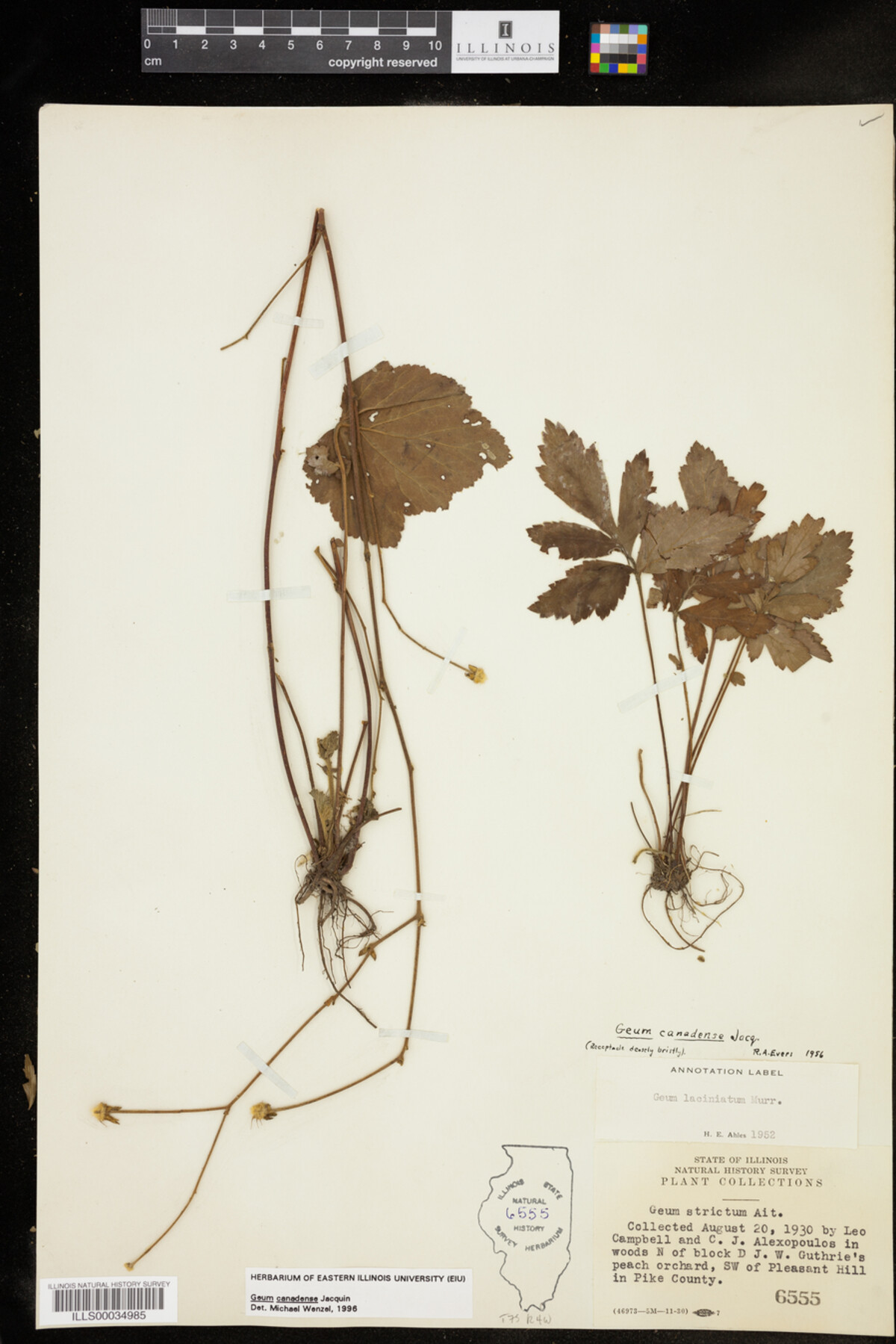 Geum canadense image