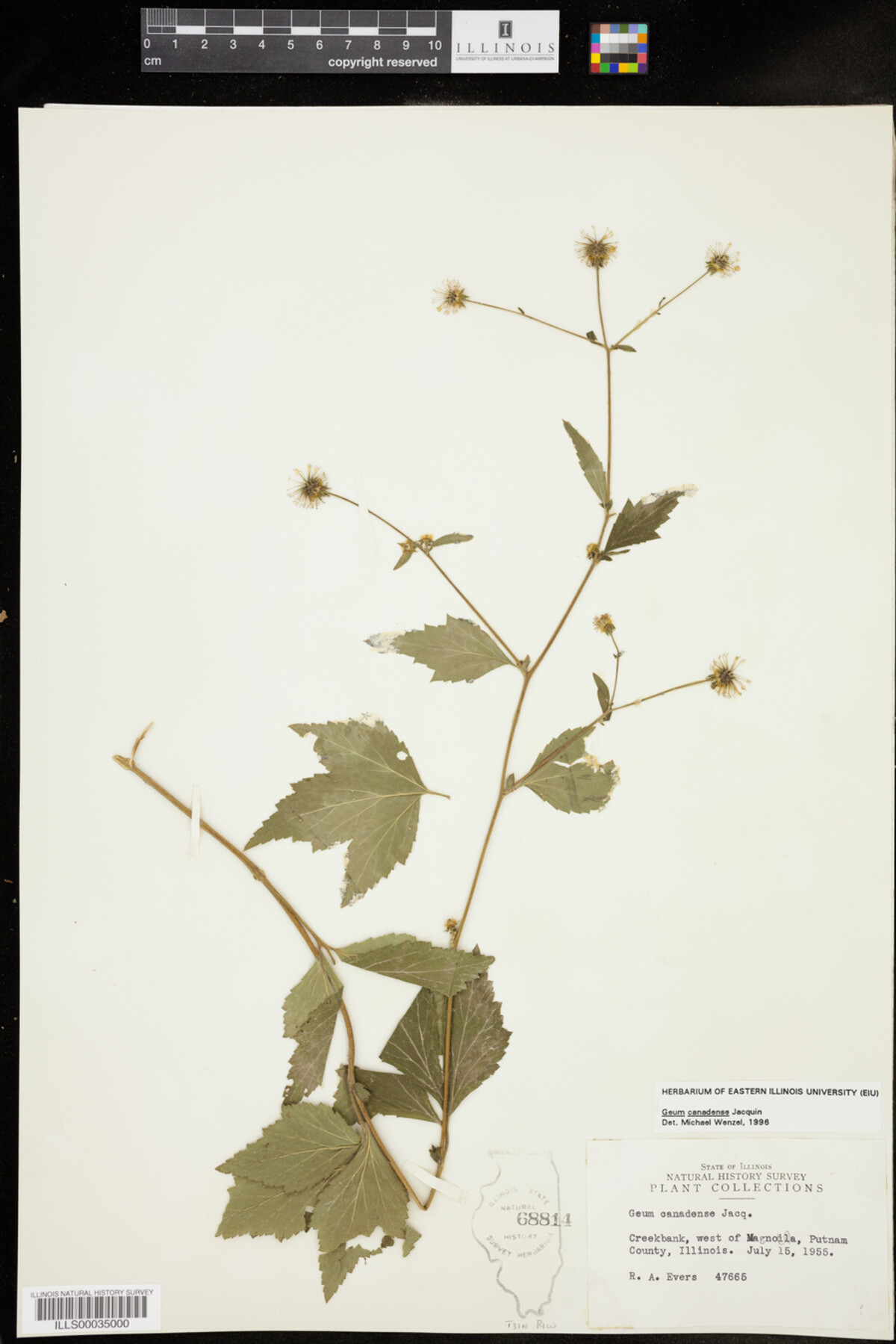 Geum canadense image