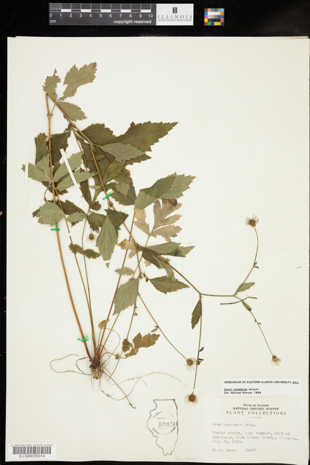 Geum canadense image