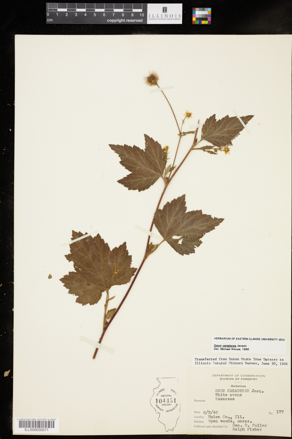 Geum image