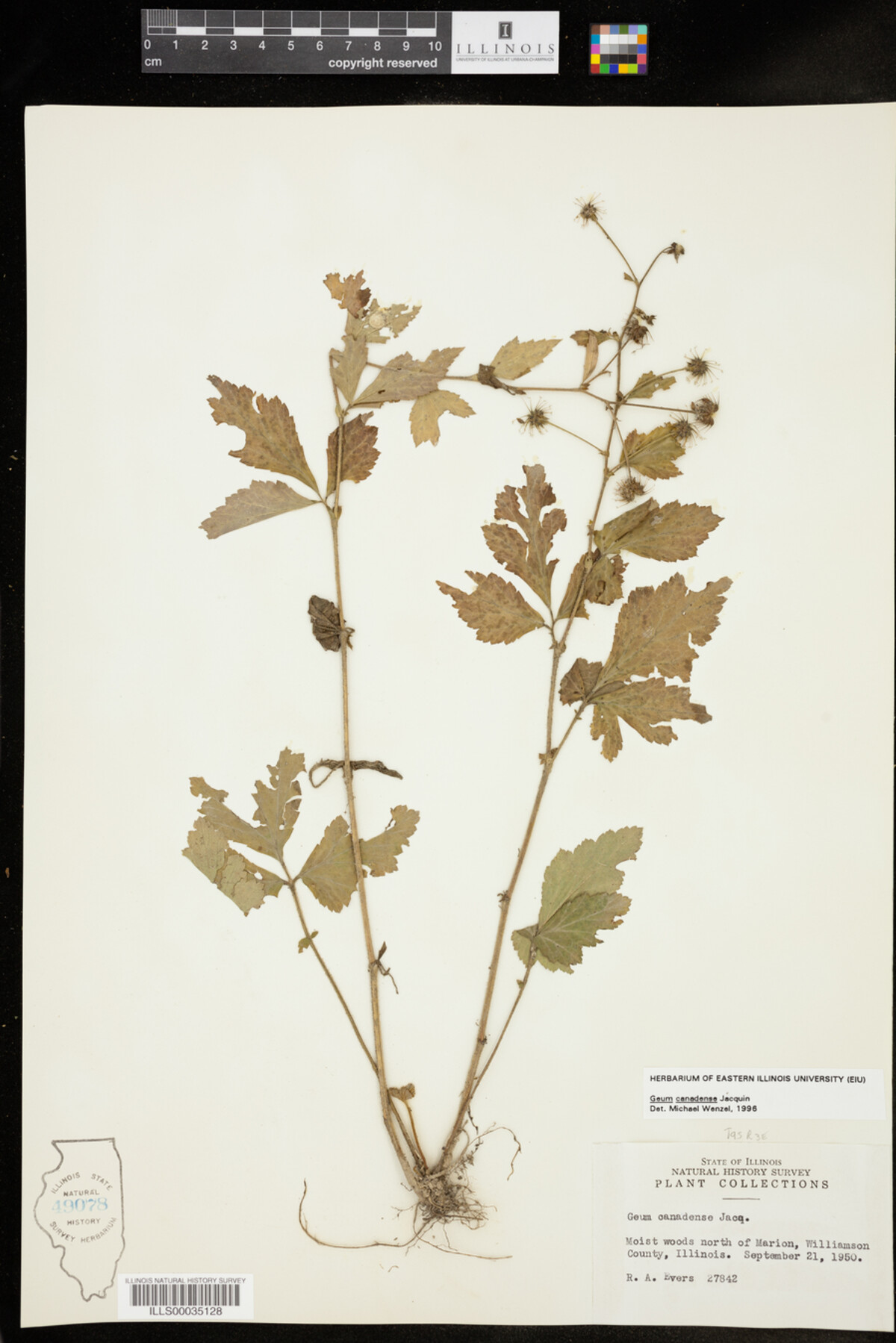 Geum image