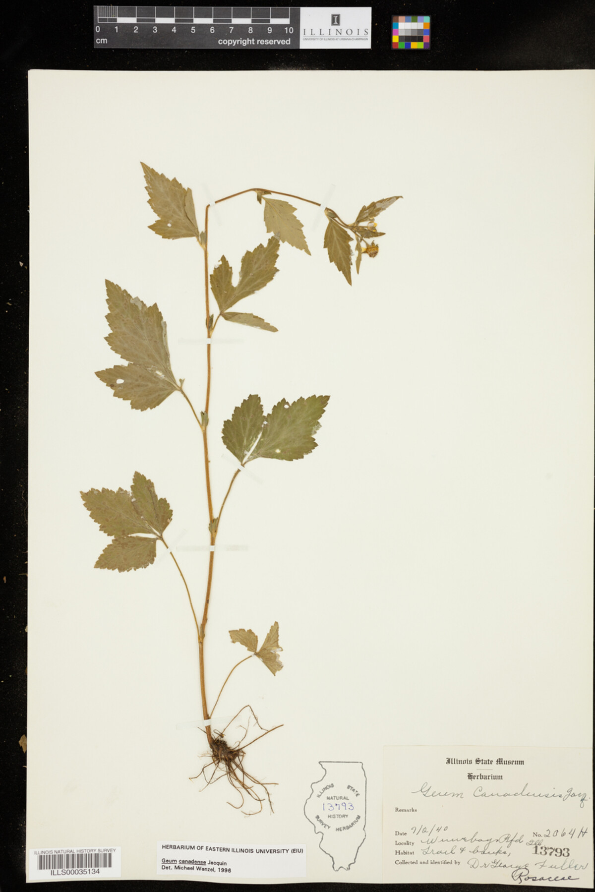 Geum canadense image