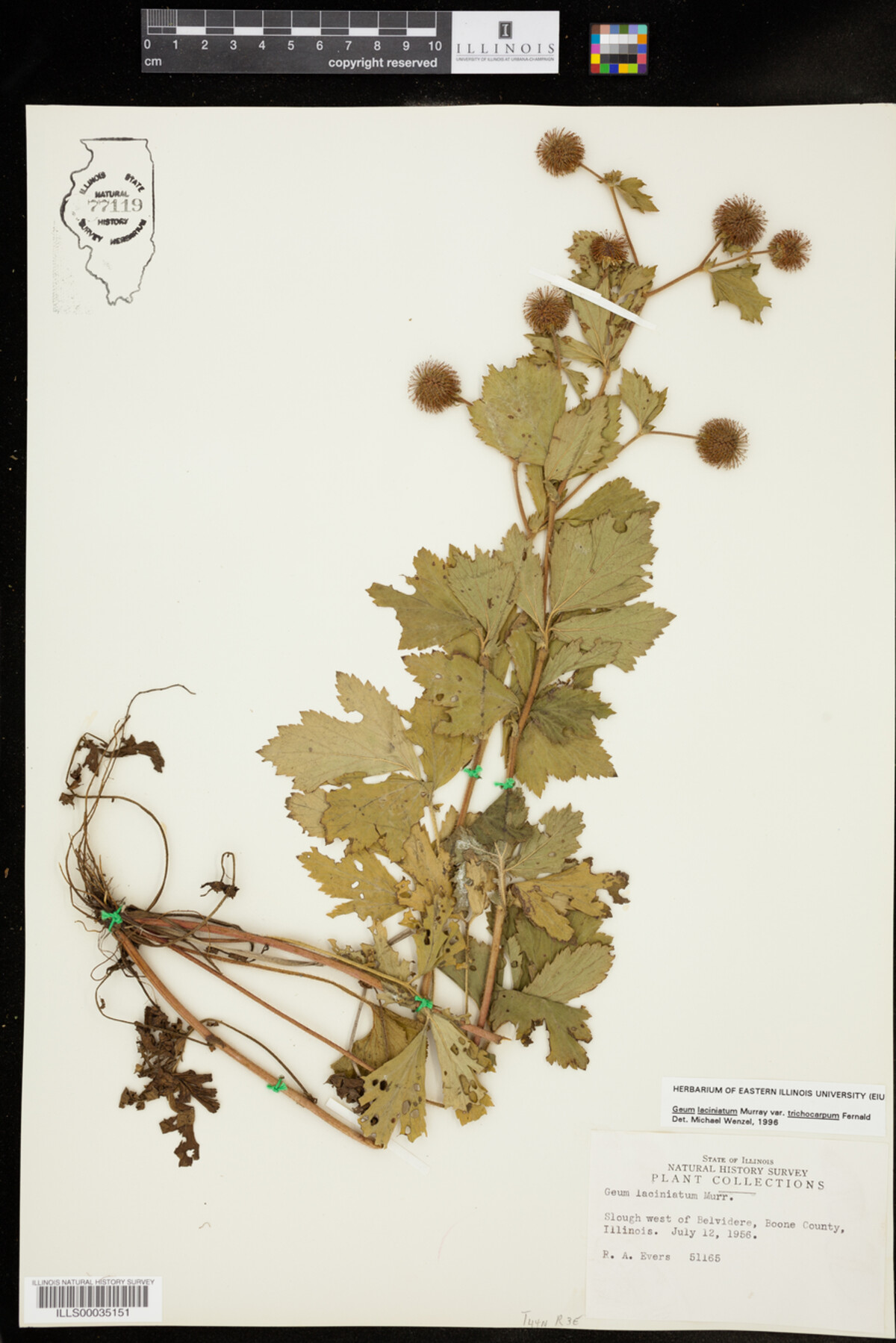 Geum laciniatum image