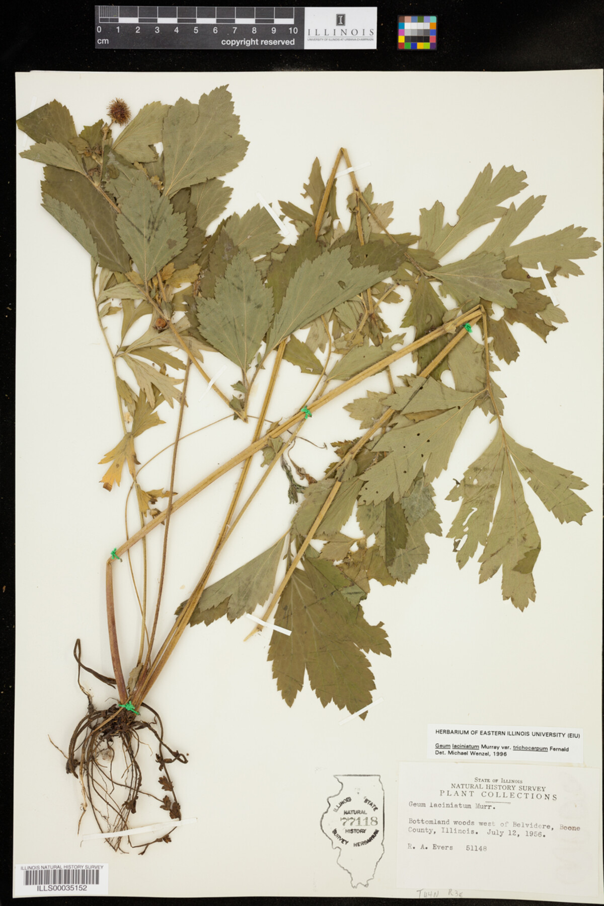 Geum laciniatum image