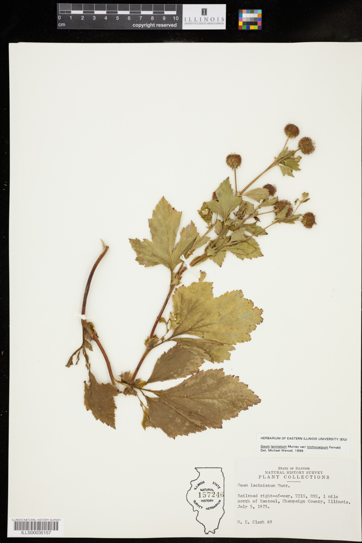 Geum laciniatum image