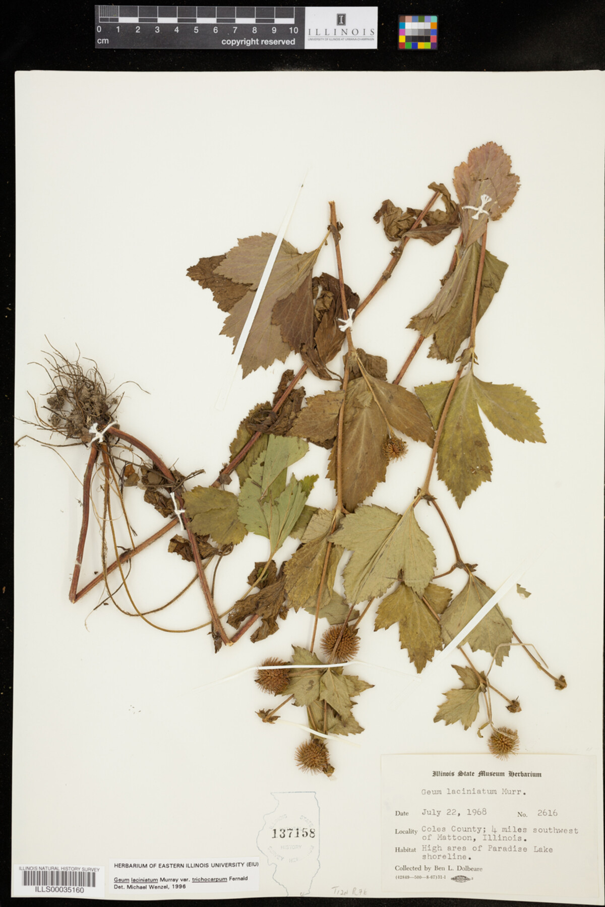 Geum image