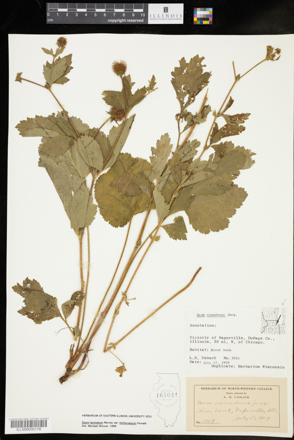 Geum laciniatum image