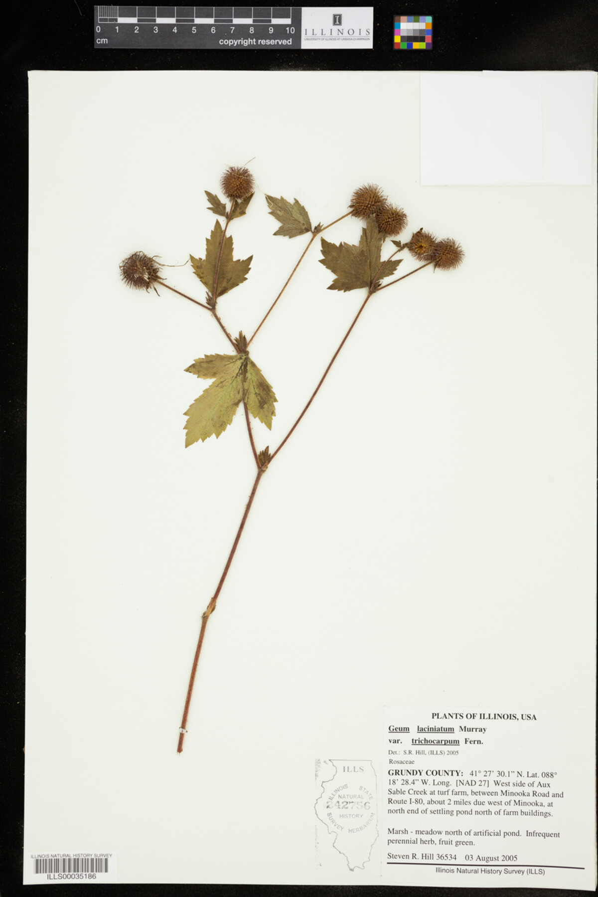 Geum laciniatum image