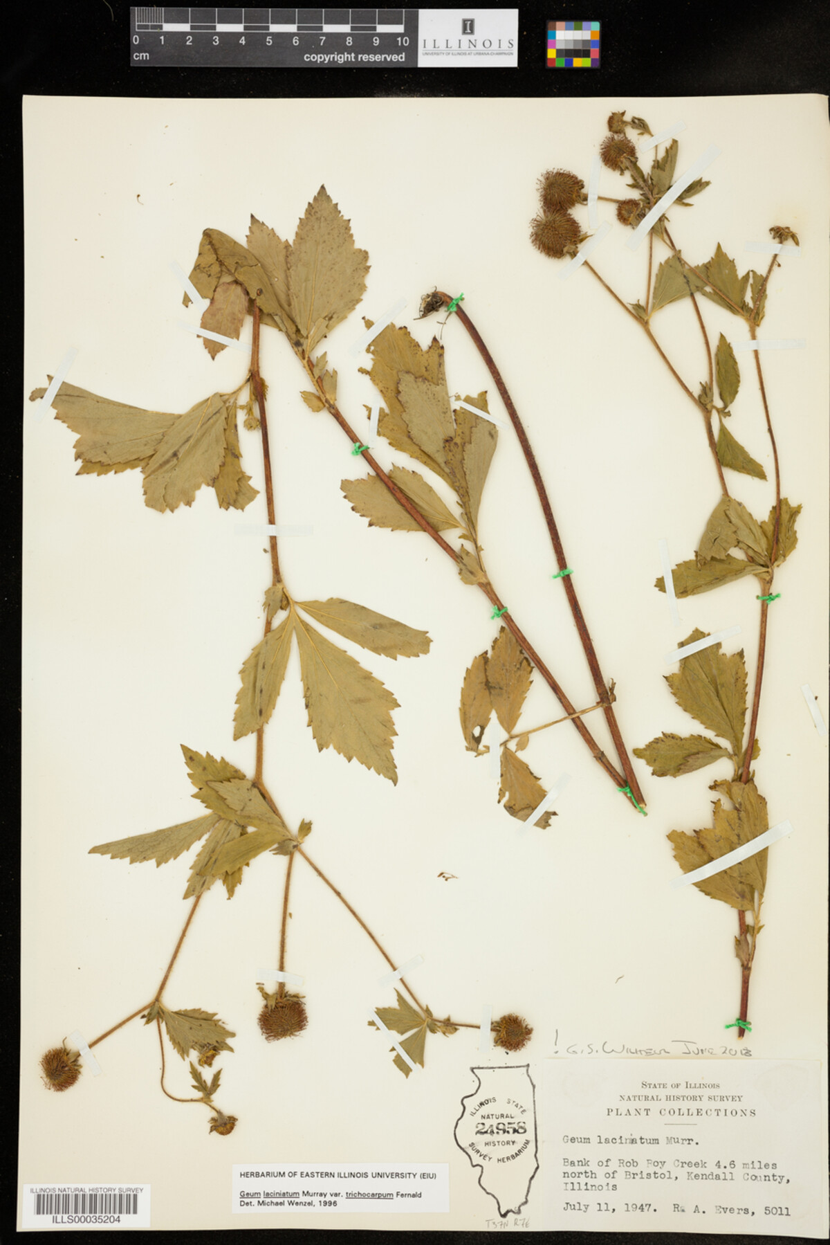 Geum laciniatum image