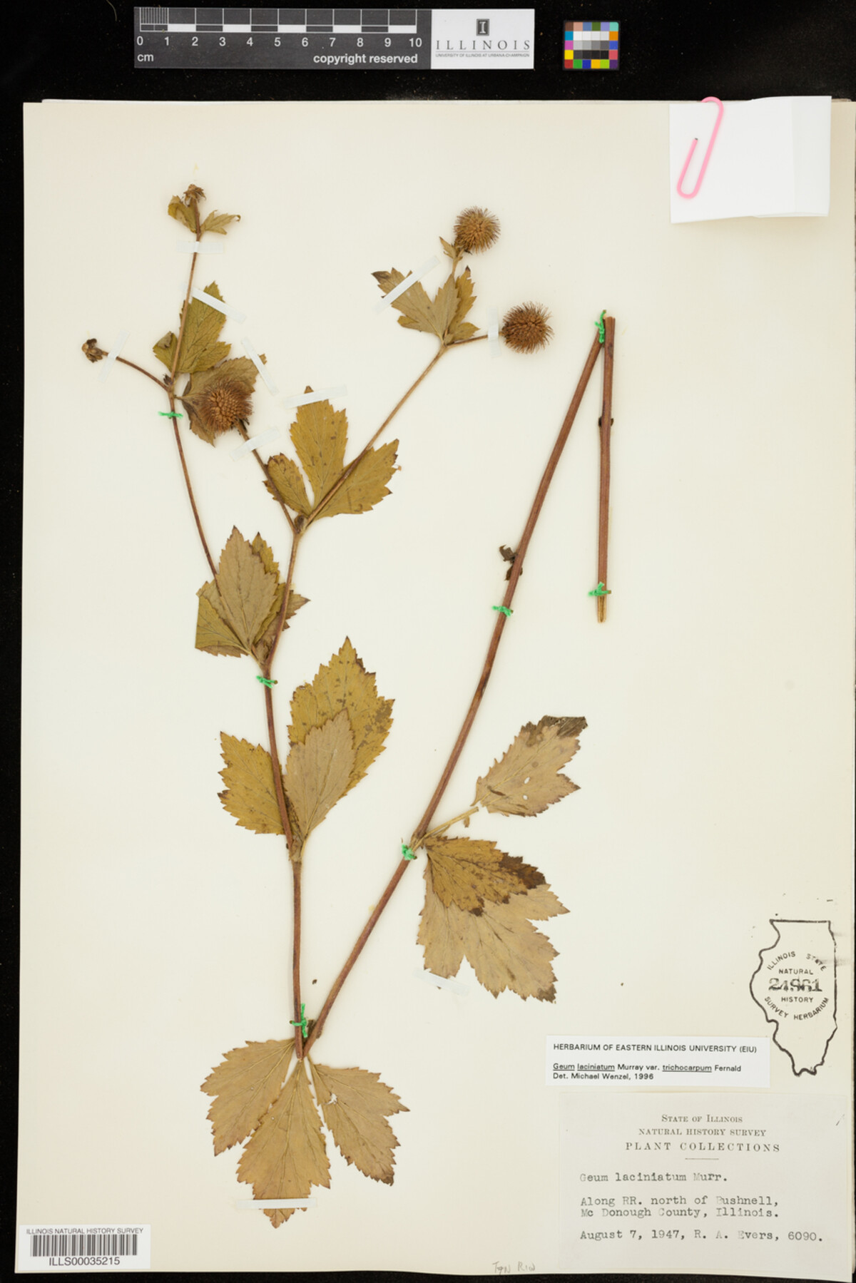 Geum laciniatum image