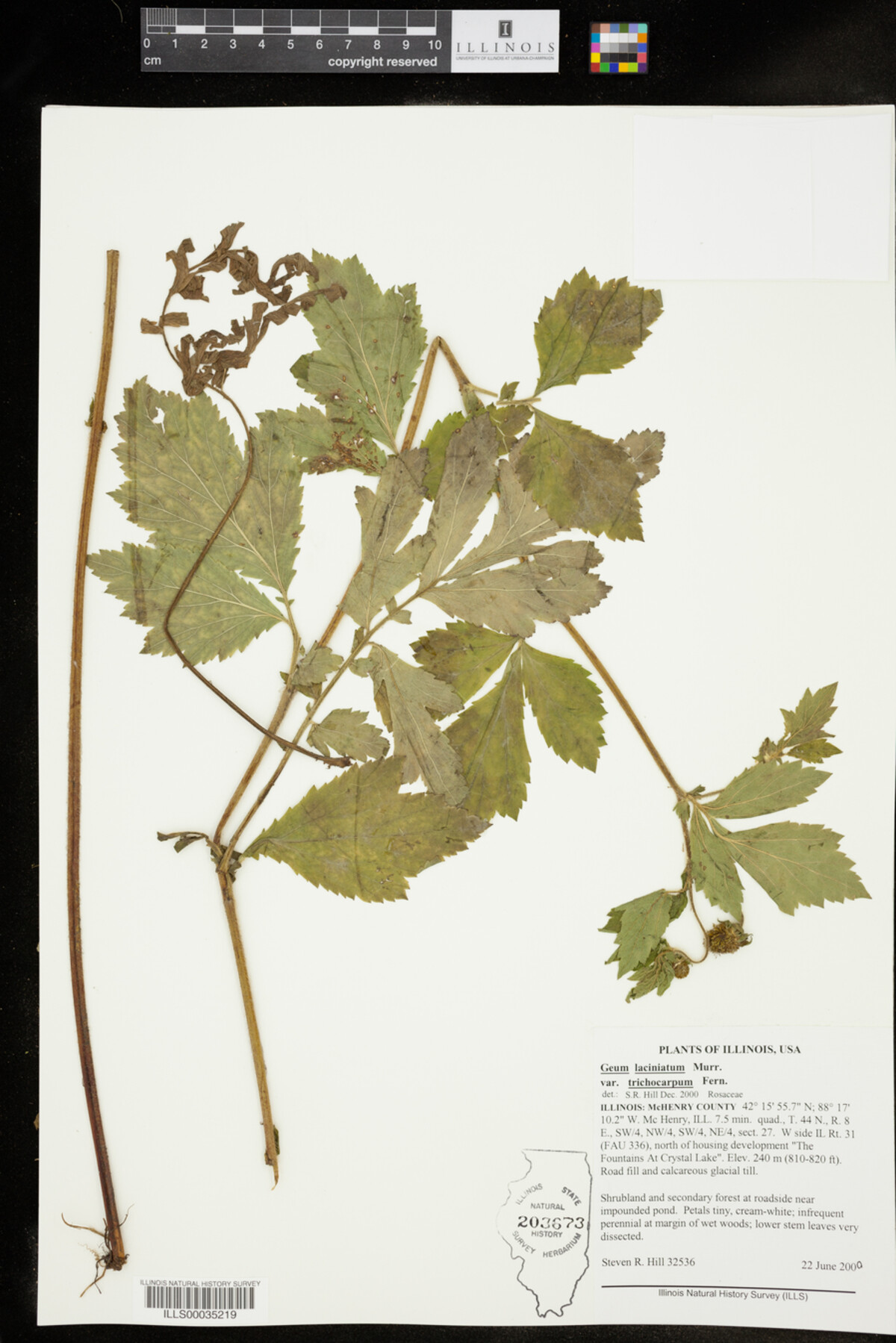 Geum laciniatum image