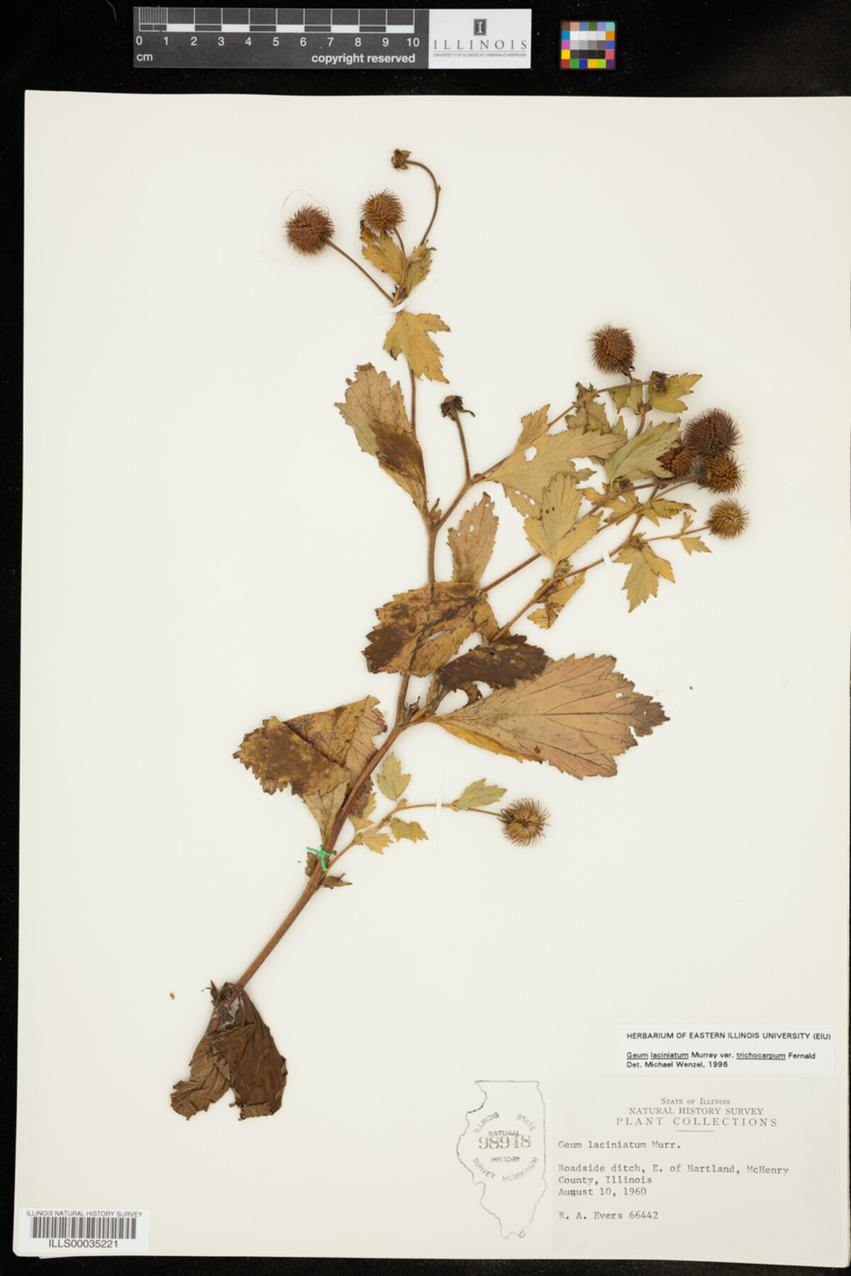 Geum laciniatum image