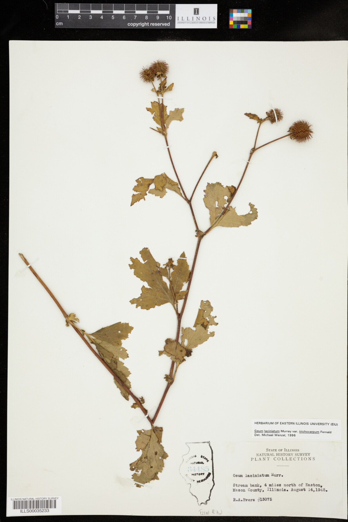 Geum laciniatum image