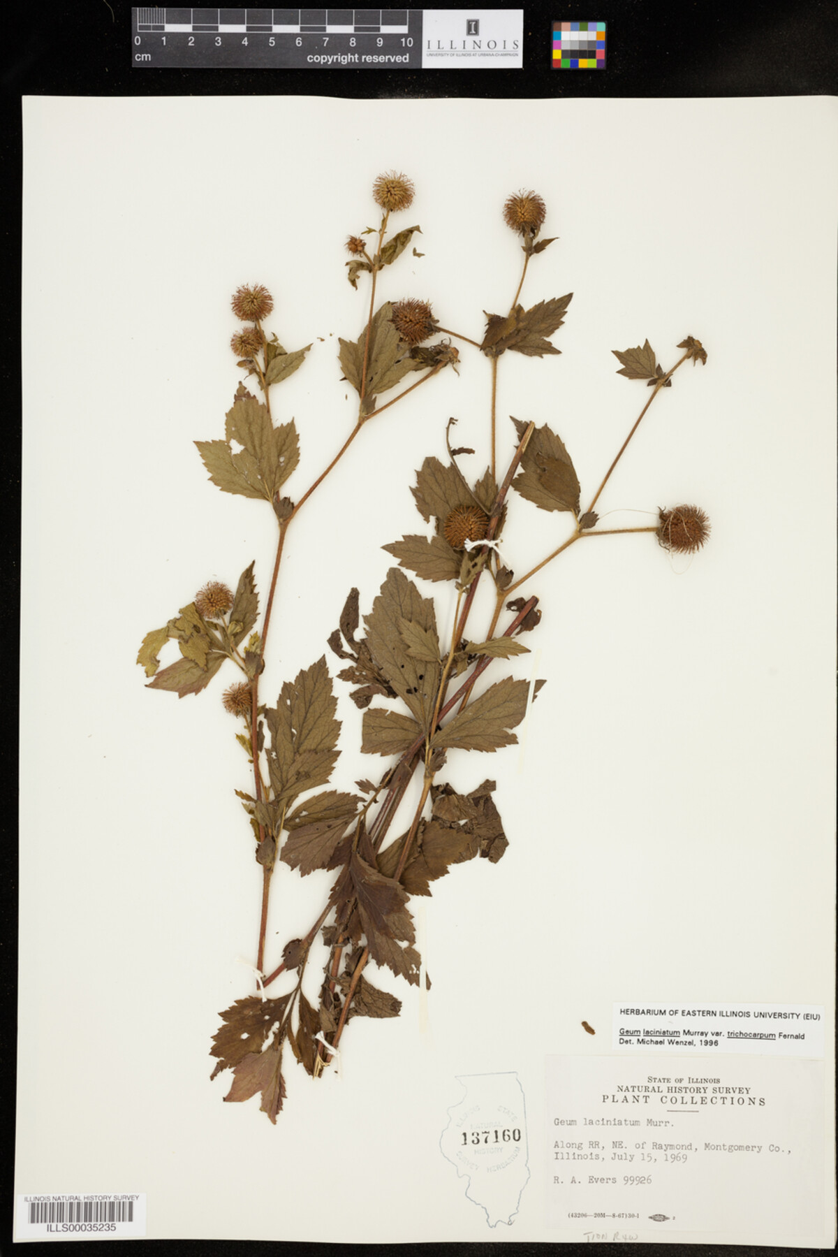 Geum laciniatum image
