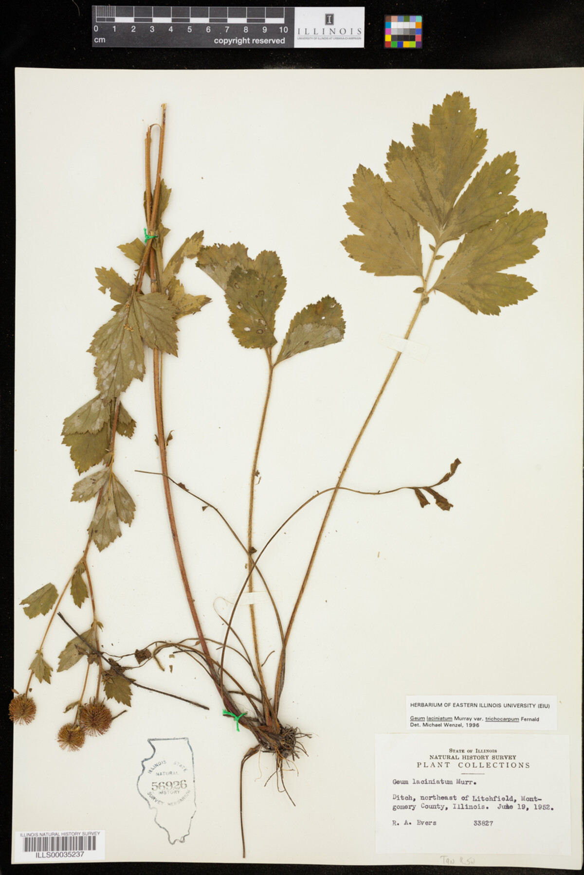 Geum laciniatum image
