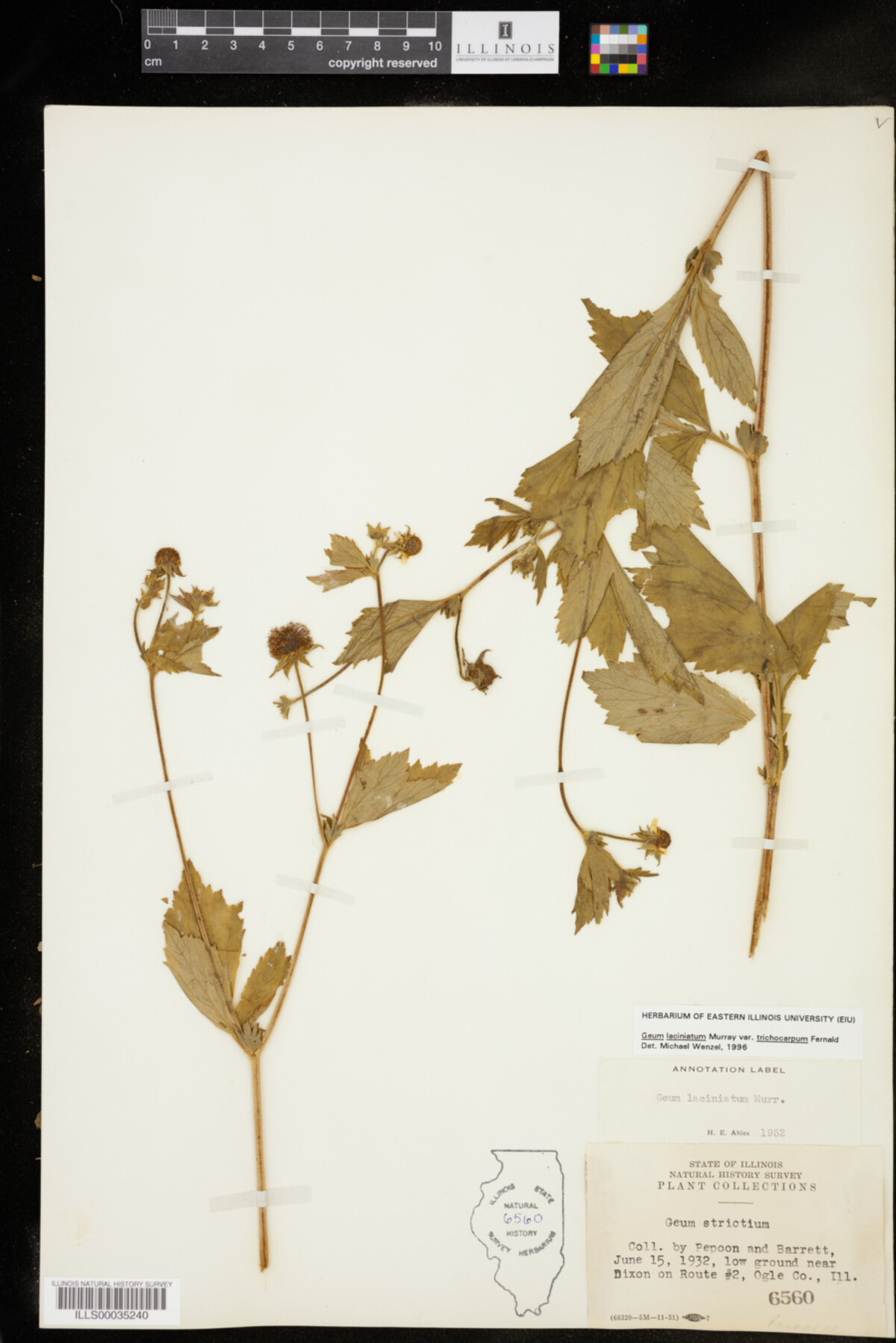 Geum laciniatum image