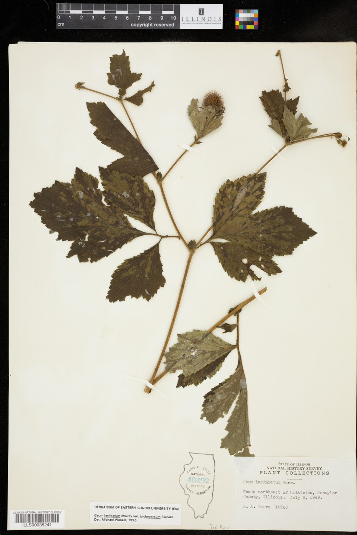 Geum laciniatum image