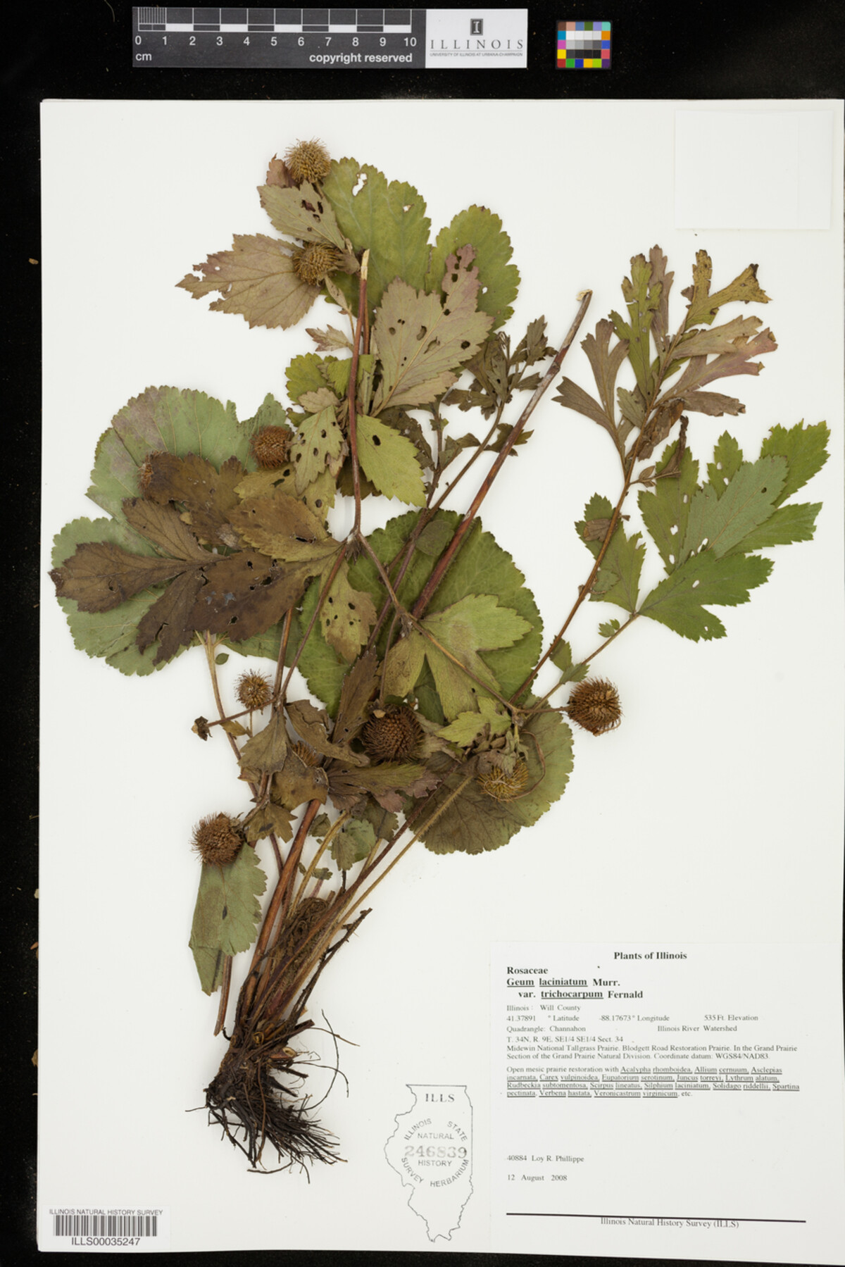 Geum laciniatum image