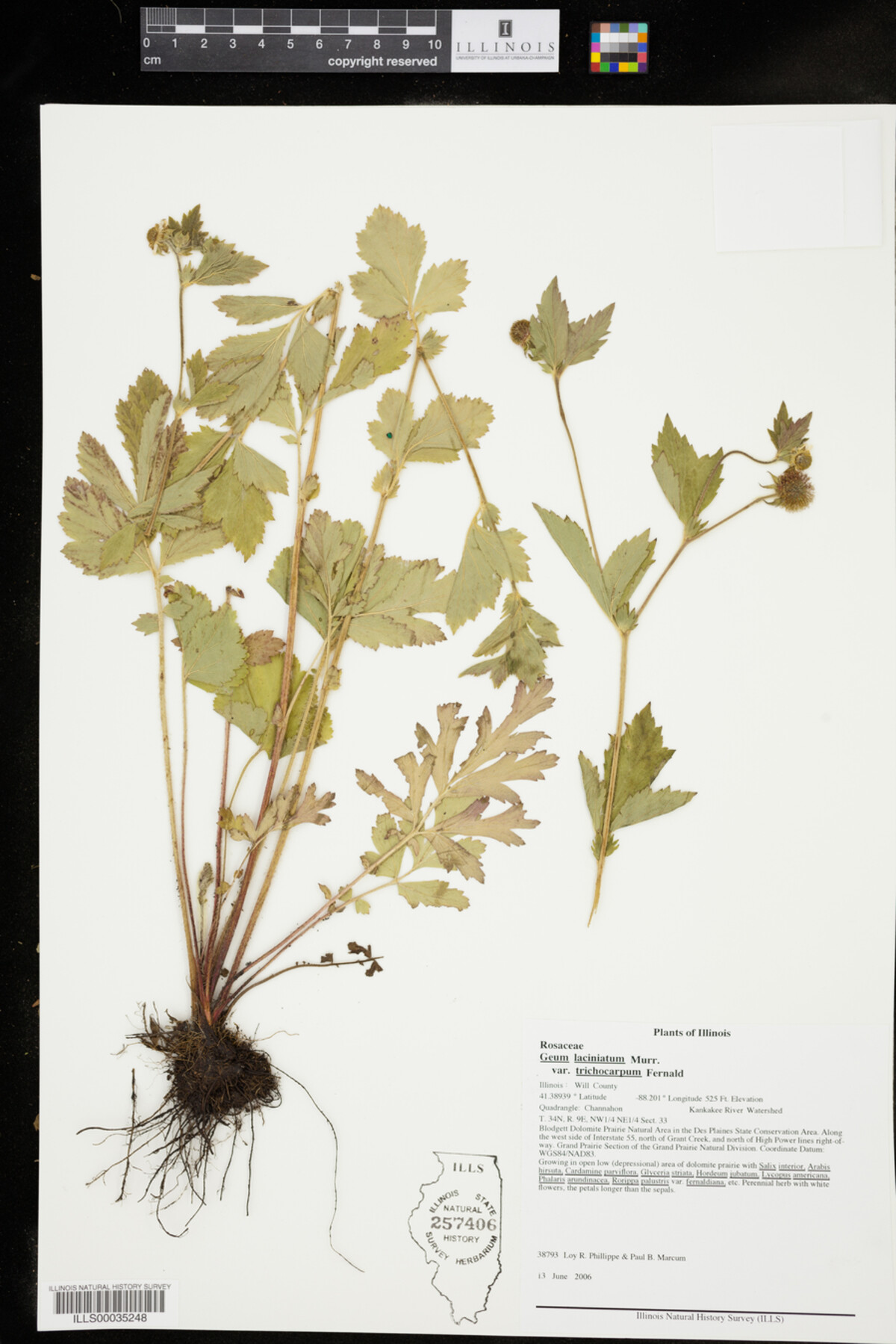 Geum laciniatum image