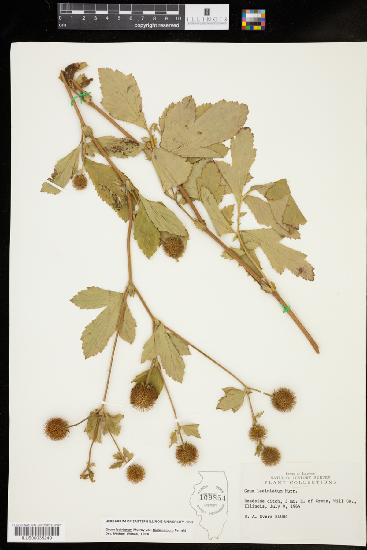 Geum laciniatum image