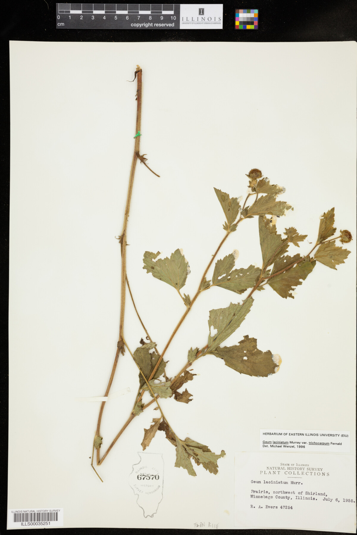 Geum laciniatum image