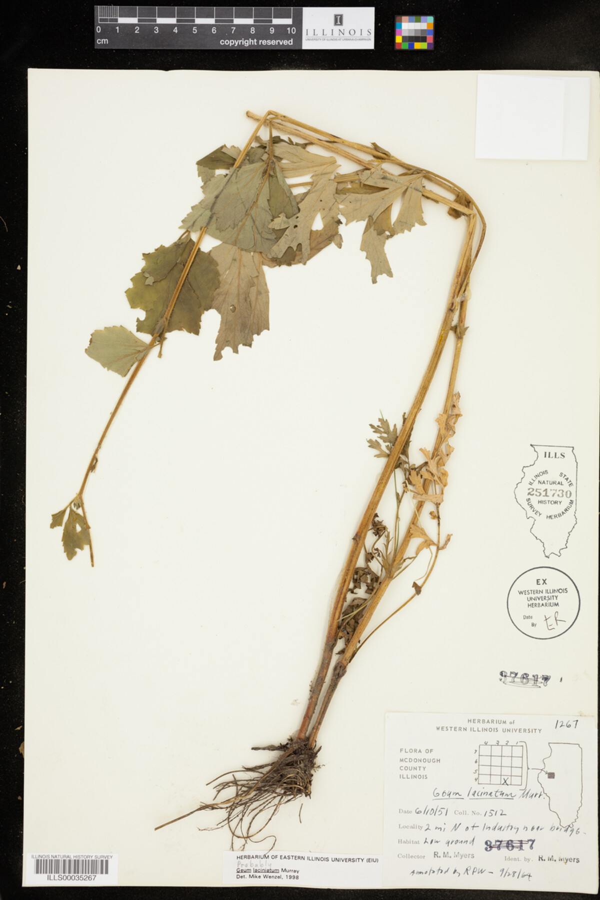 Geum laciniatum image