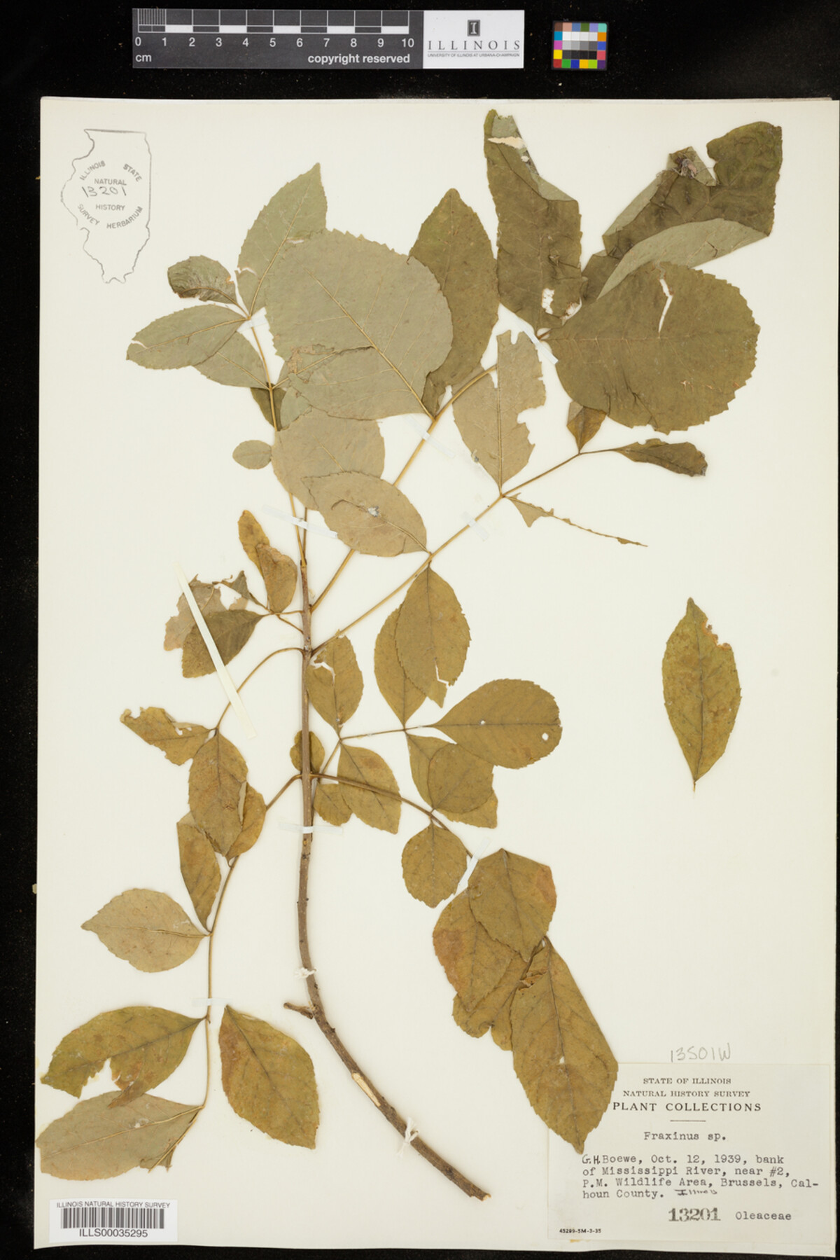 Fraxinus image