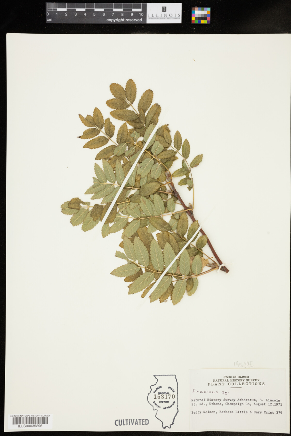 Fraxinus image