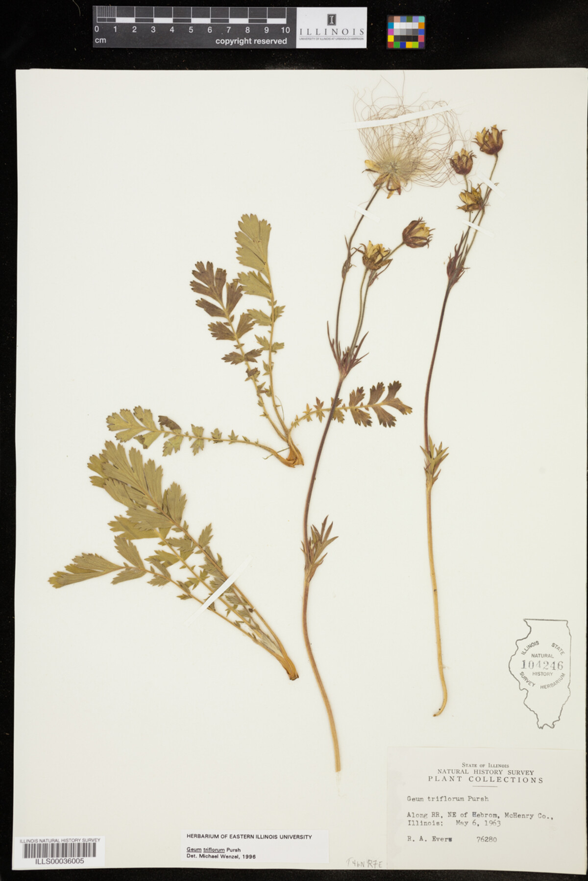 Geum triflorum image