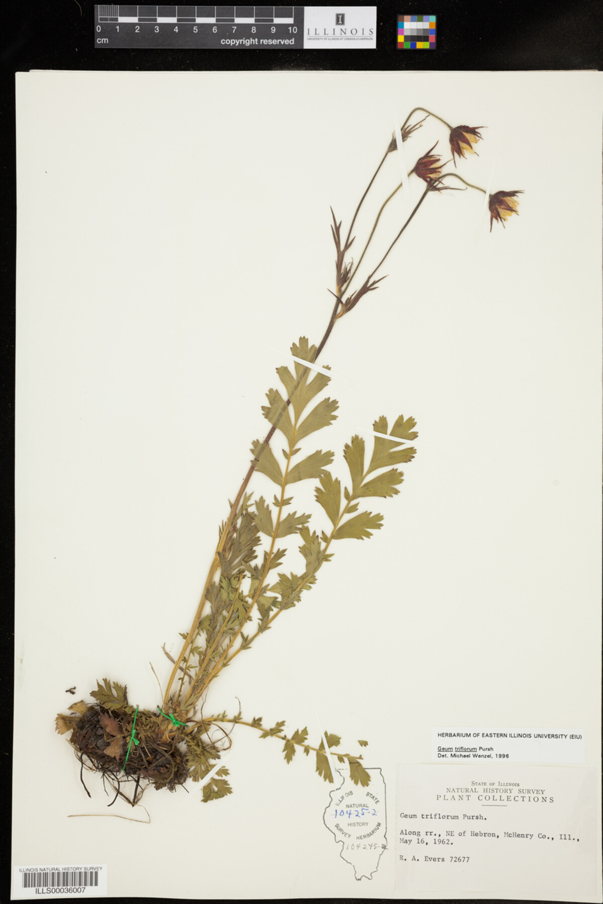 Geum triflorum image