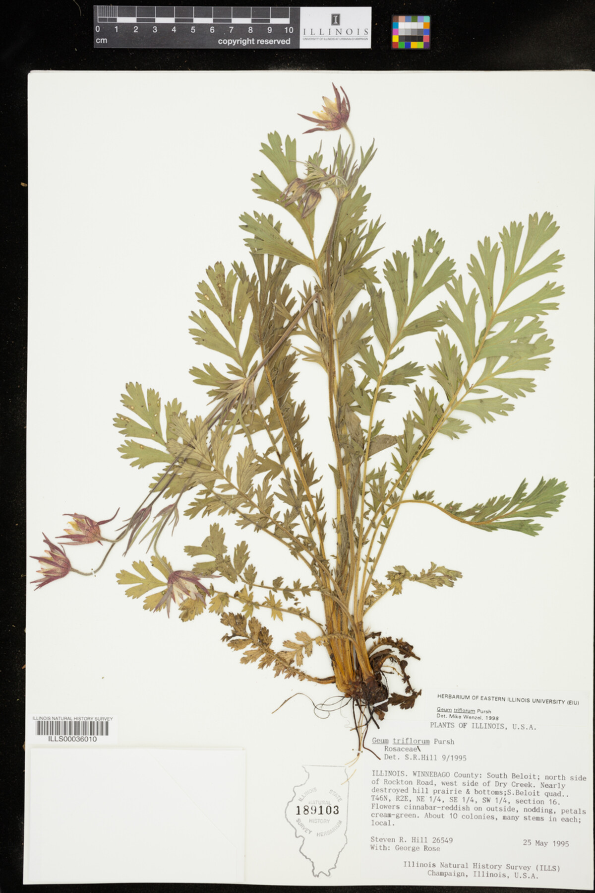 Geum triflorum image