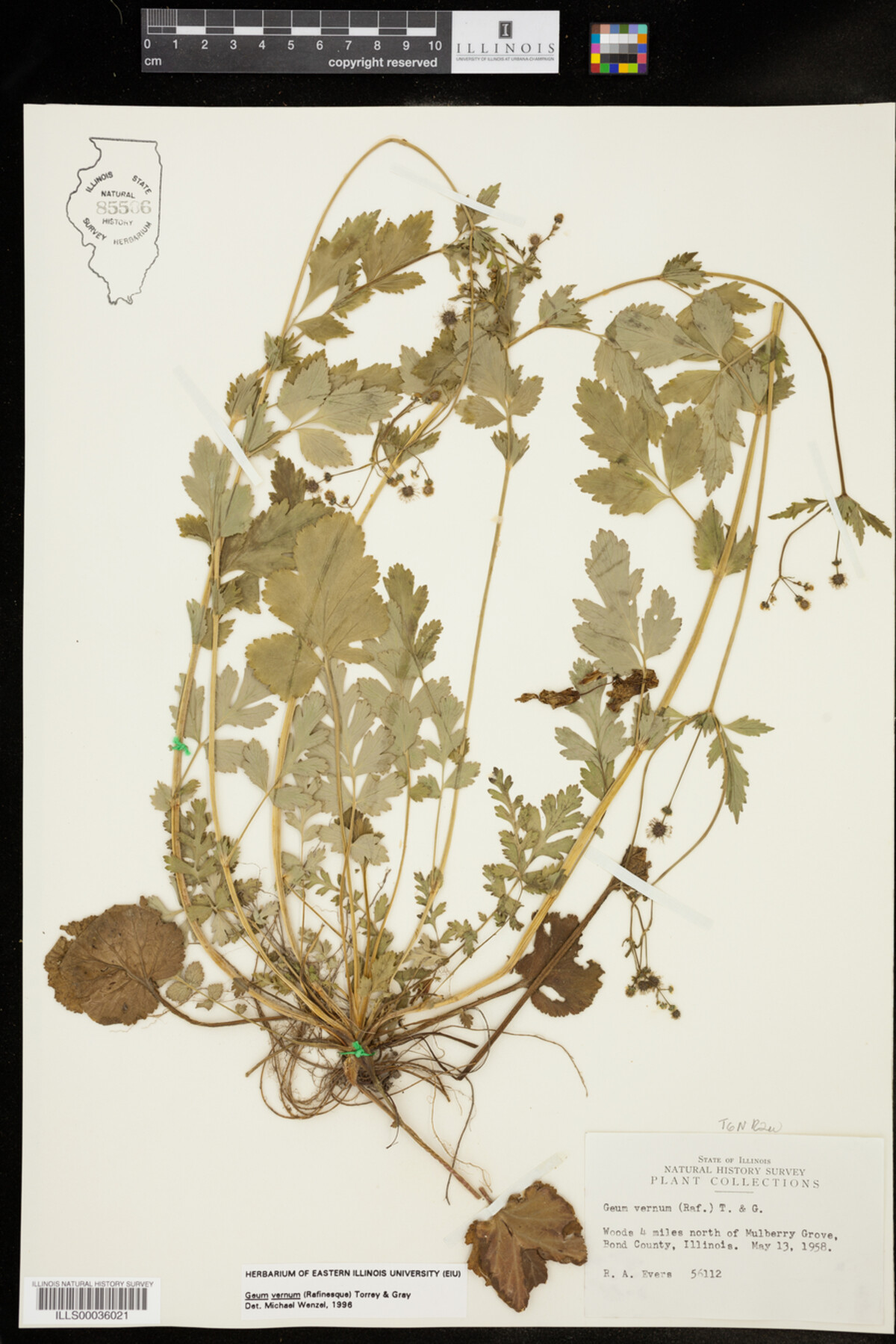 Geum vernum image